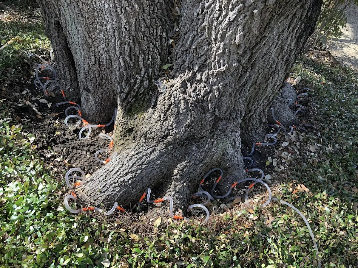 Detailed Tree Cabling and Bracing job site in Krakow