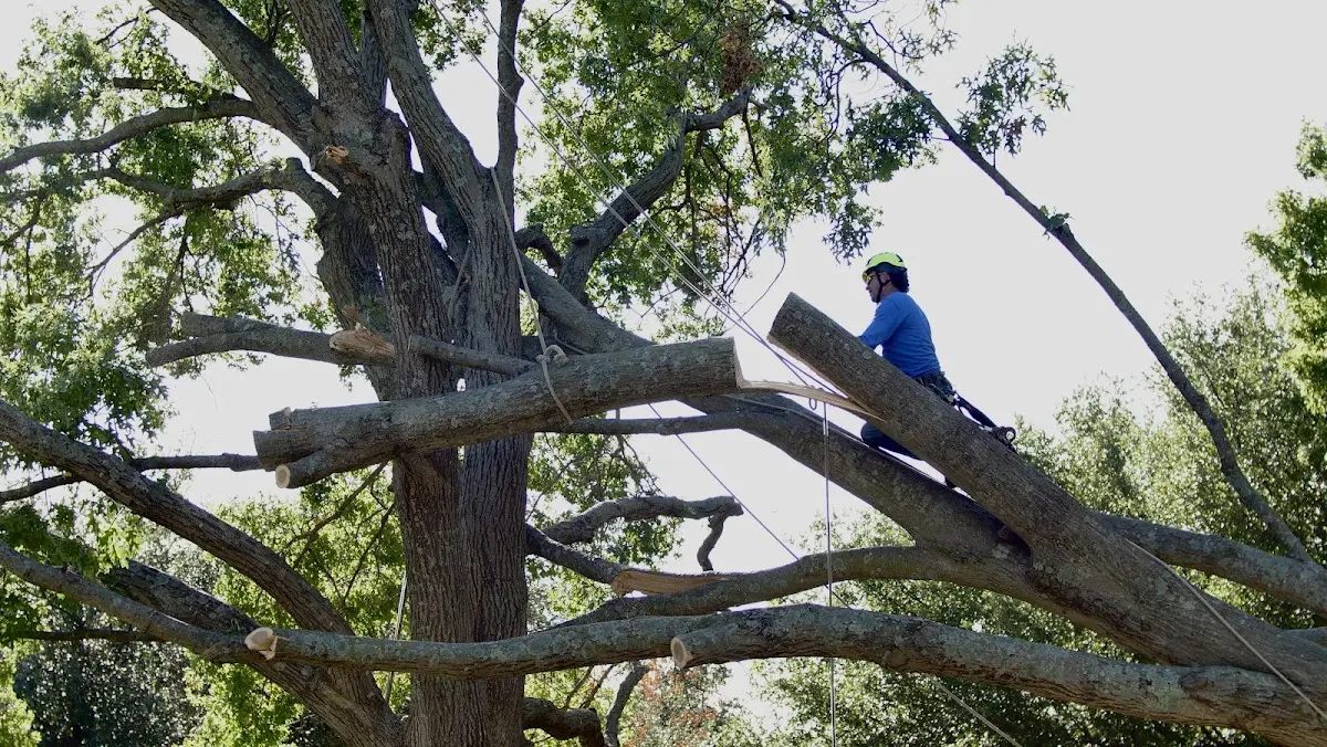 Professional Crown Thinning performed by certified arborists in Krakow